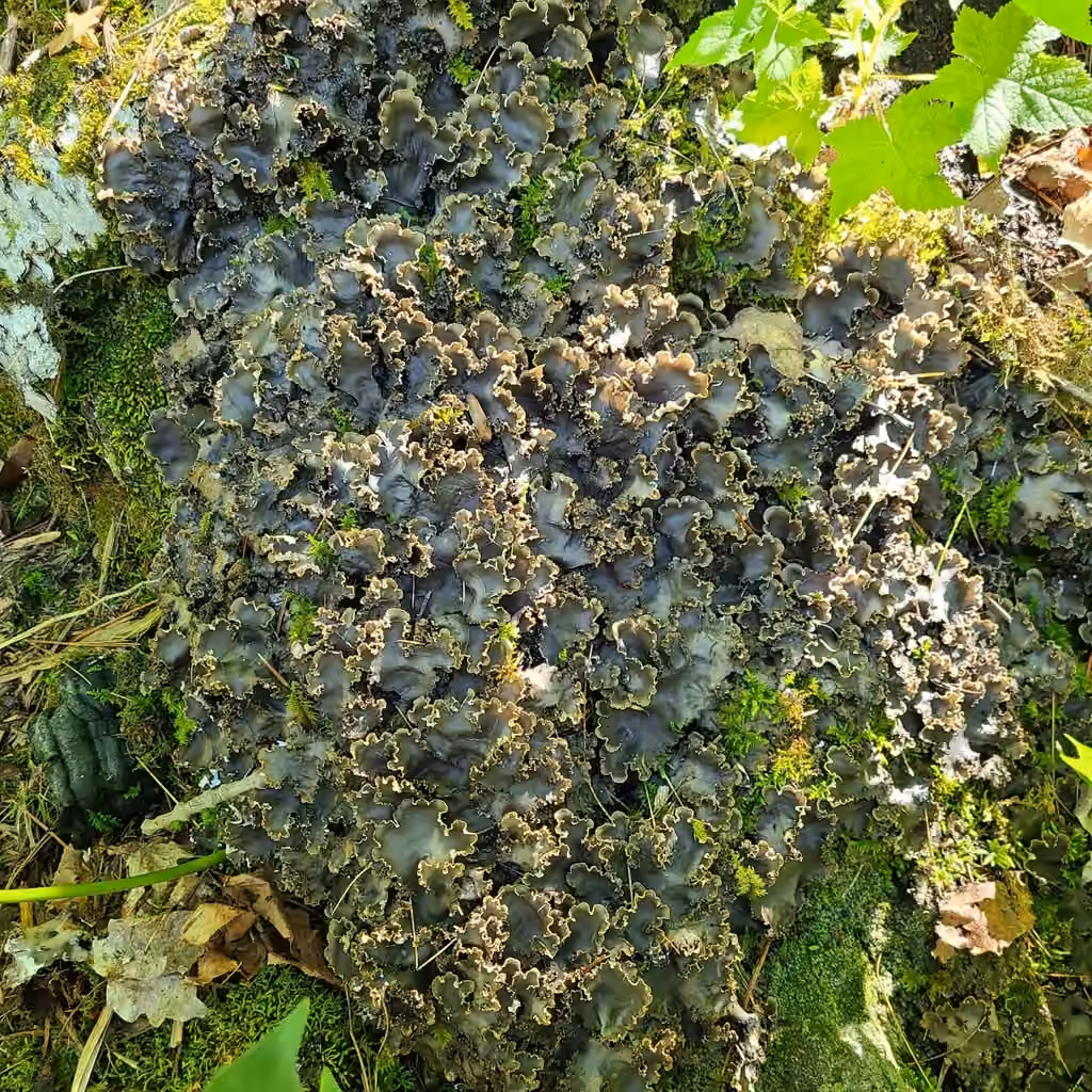 Concentric pelt lichen, photo 2 of 5