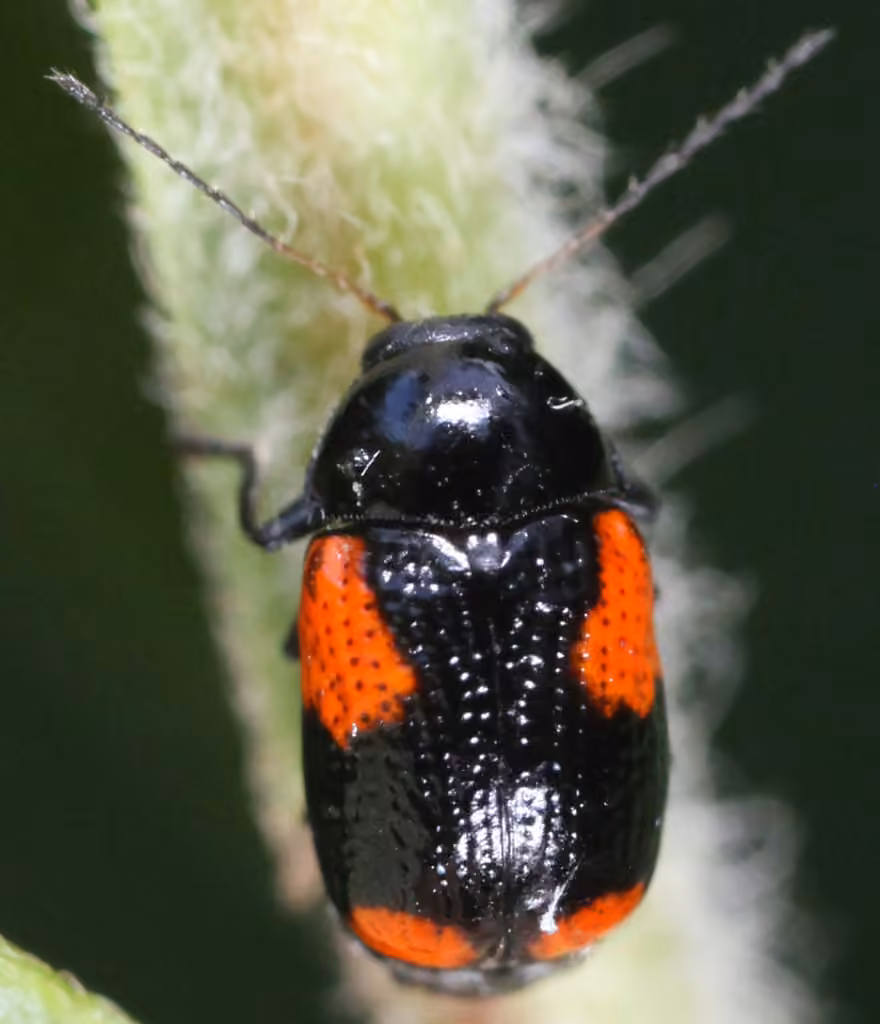 Cryptocéphale à entrelacs, photo 2 sur 5