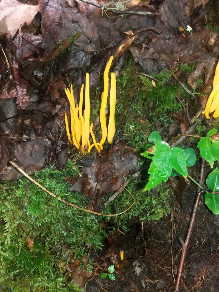 Orange Spindle, photo 2 of 5