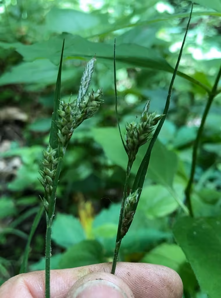 Carex à feuilles poilues, En fruits