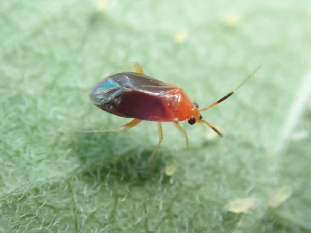 Azalea Plant Bug, photo 2 sur 5