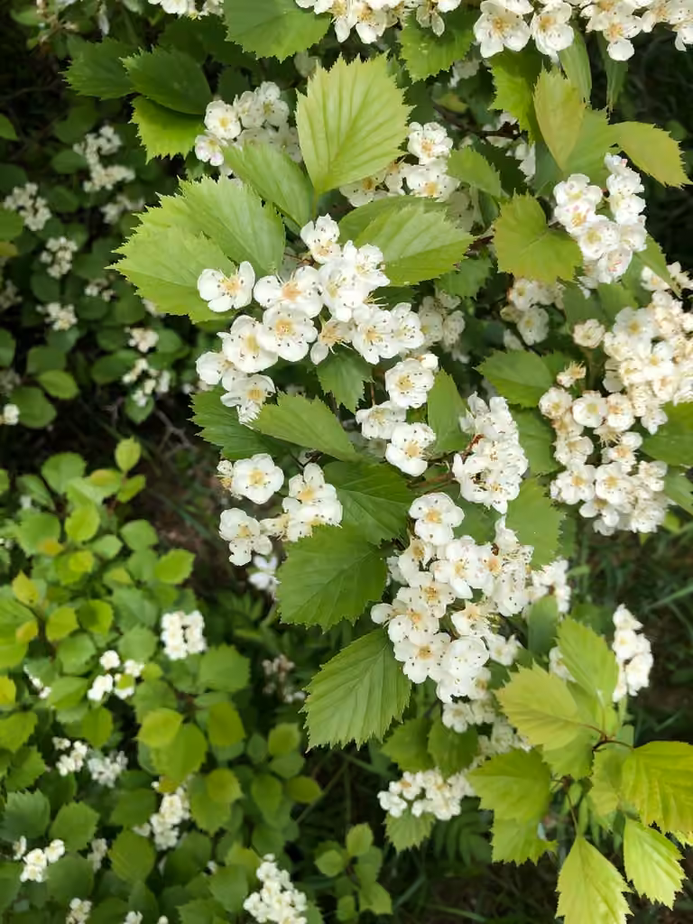 Aubépine de Jones, En fleurs
