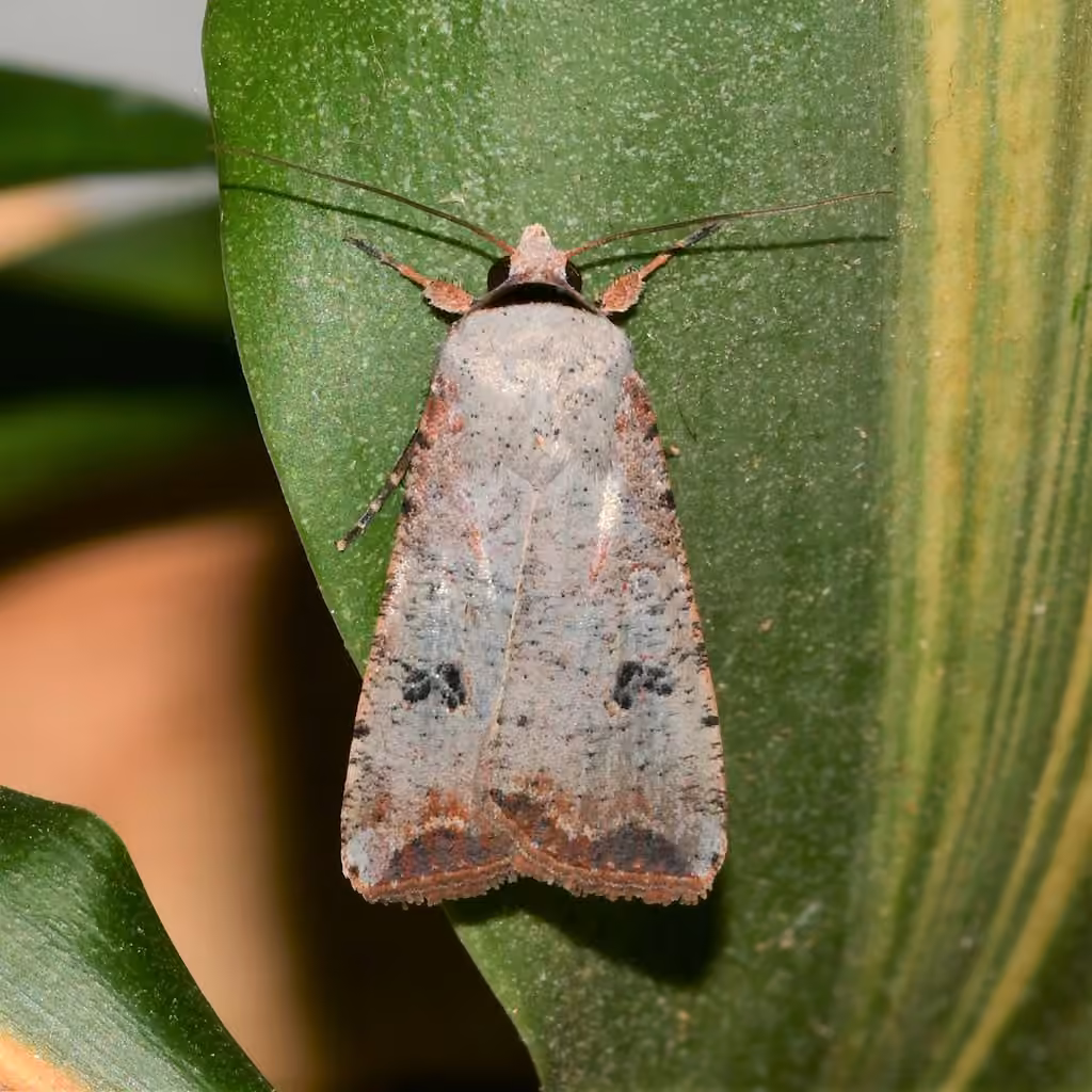 Green Cutworm Moth