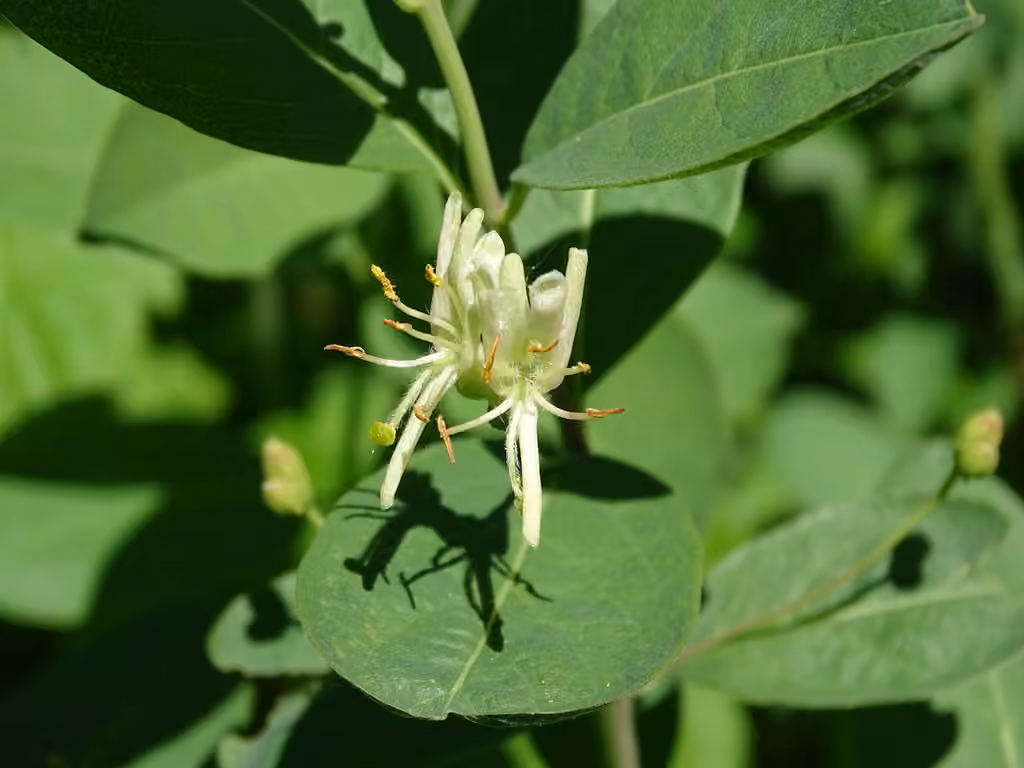 Swamp fly honeysuckle, photo 1 of 5