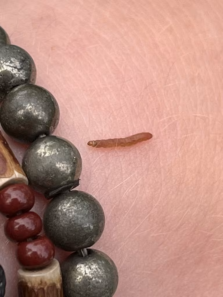 Spruce Needleminer Moth, Caterpillar