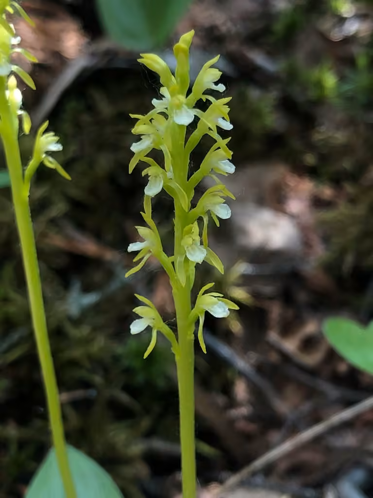 Corallorhize trifide, photo 1 sur 5