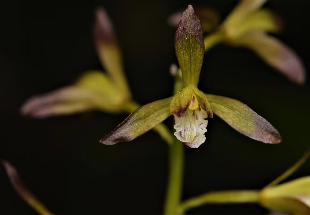 Aplectrelle d'hiver, En fleurs