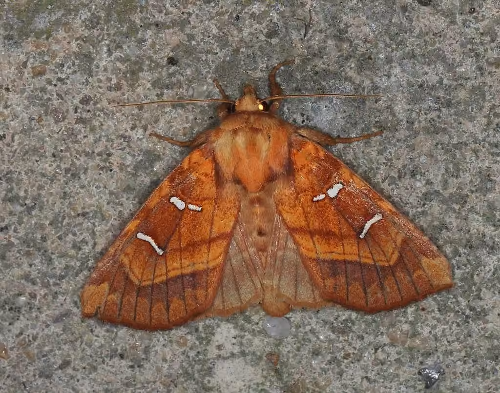 Royal Fern Borer Moth, Adulte
