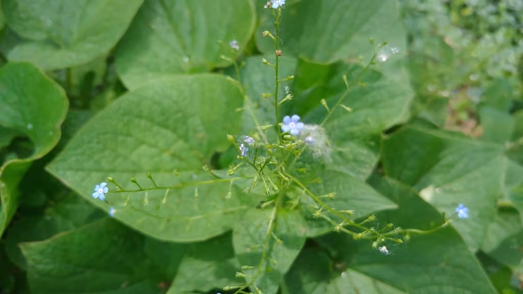 Myosotis du Caucase, En fruits