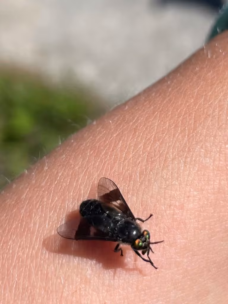 Charcoal Deer Fly, Adult