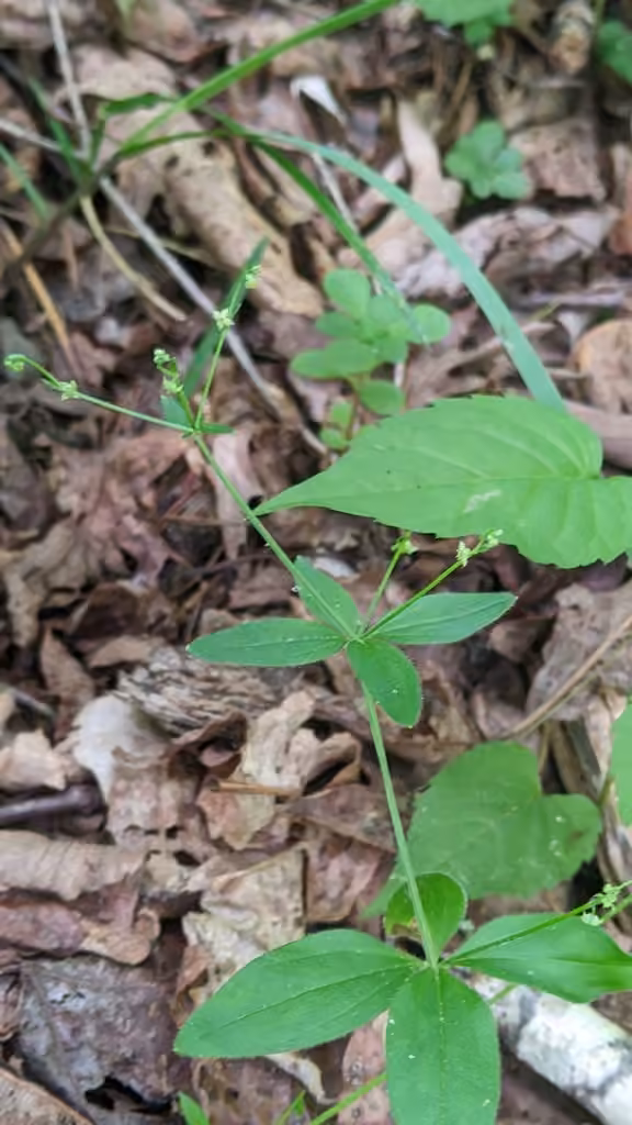 Licorice bedstraw, In flower