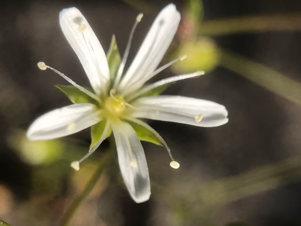 Sabline de Michaux, En fleurs
