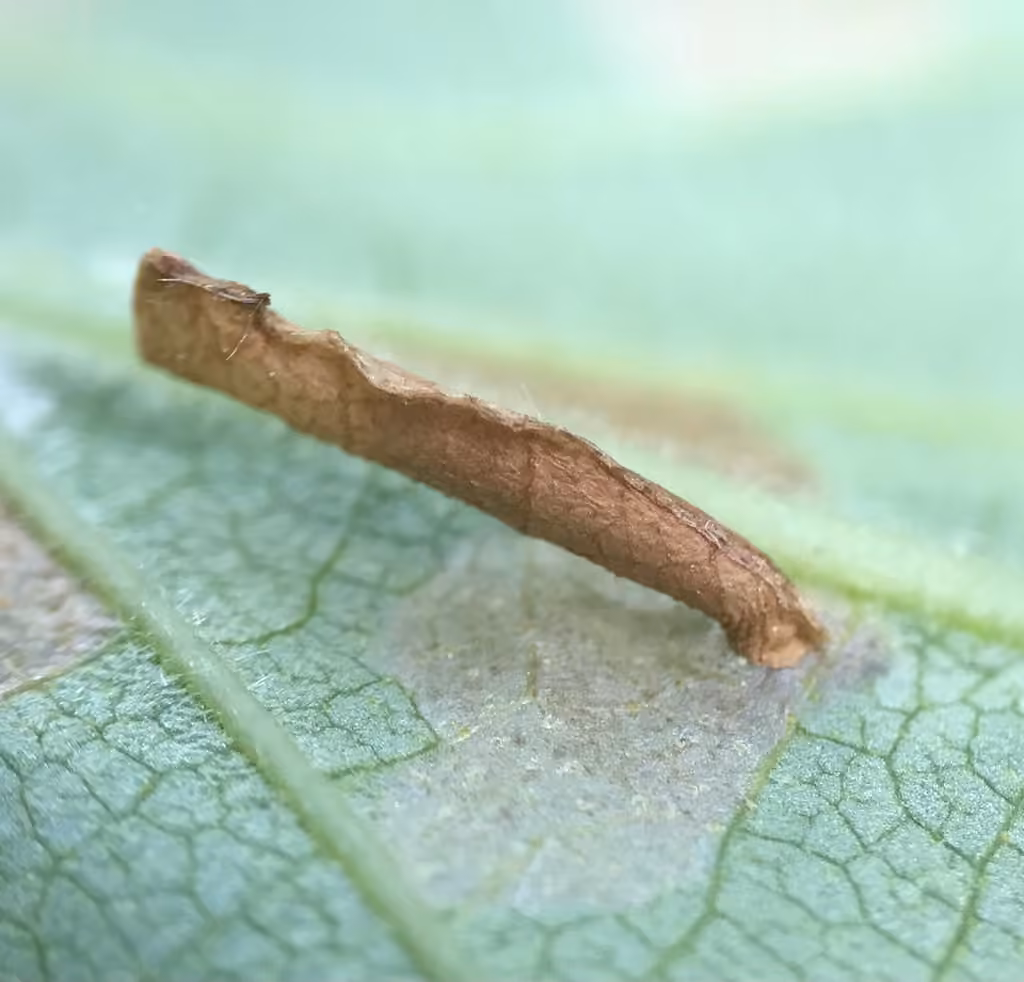 Birch Casebearer Moth, Chenille