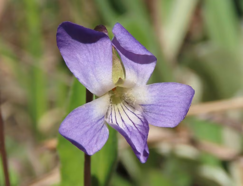 Violette sagittée, photo 1 sur 5