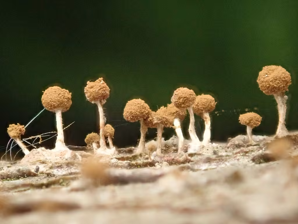 Phleogena du hêtre, photo 2 sur 5
