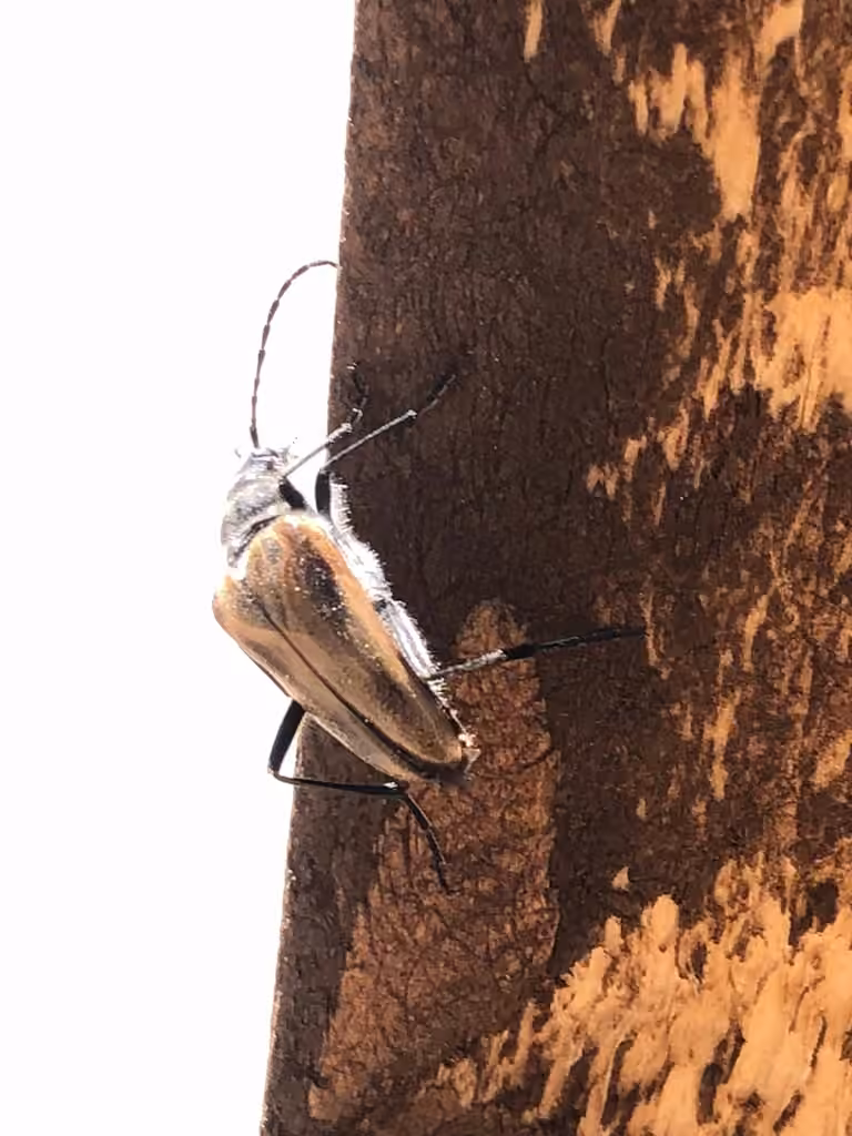 Broad-shouldered long-horned beetle, photo 3 of 5