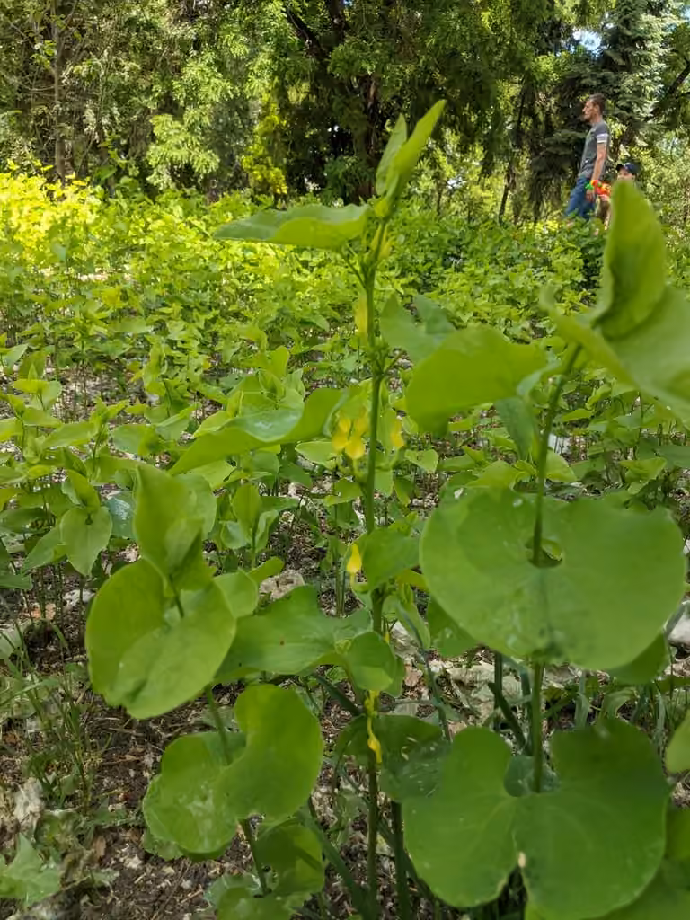 Birthwort, Flower buds