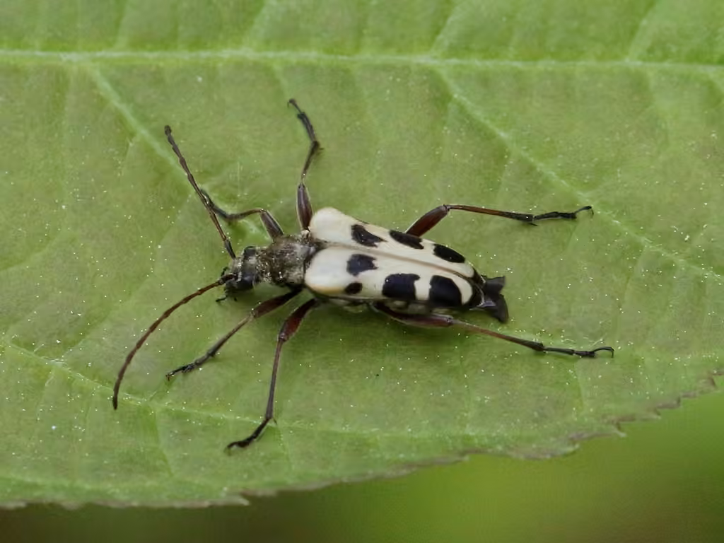 Longicorne variable des conifères, photo 2 sur 5
