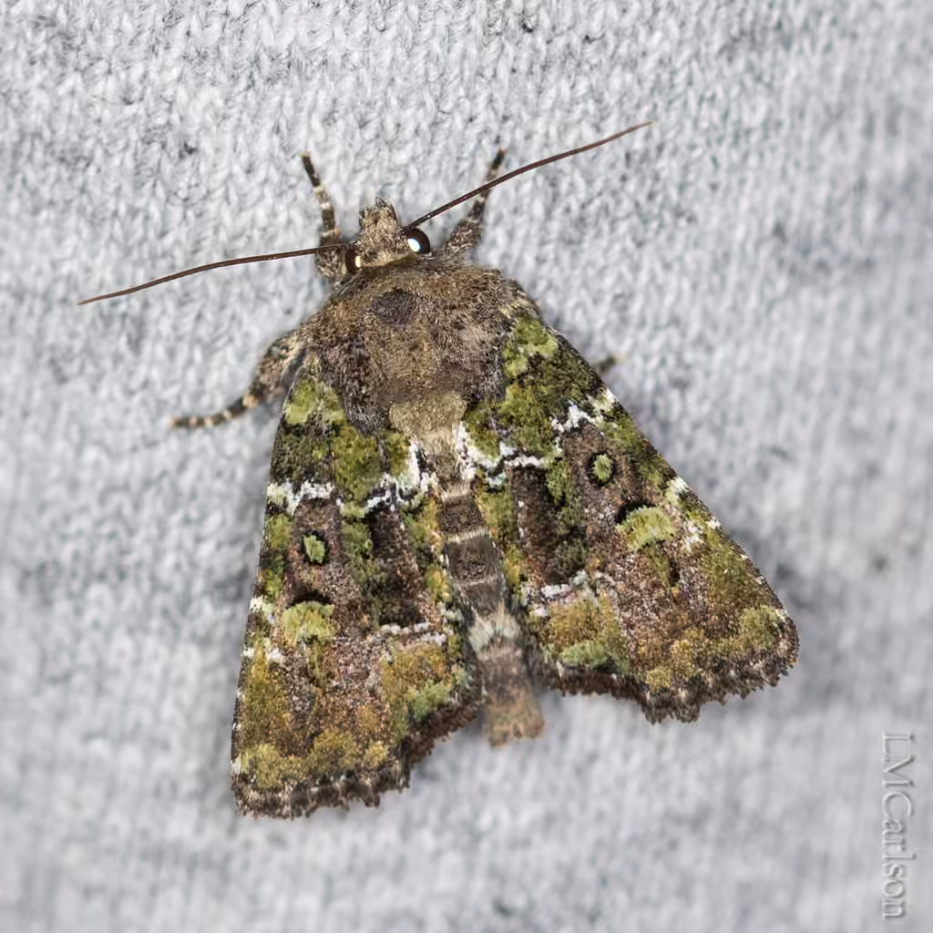 Yellow-spotted Brocade, photo 2 sur 5