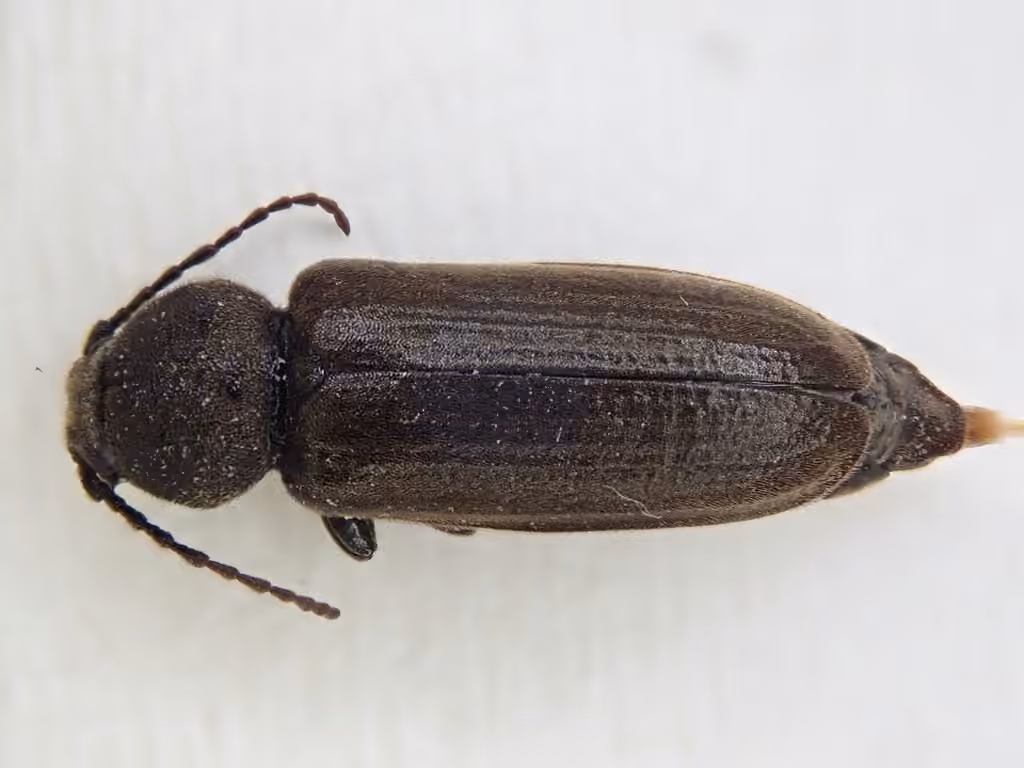 Longicorne strié, photo 3 sur 5