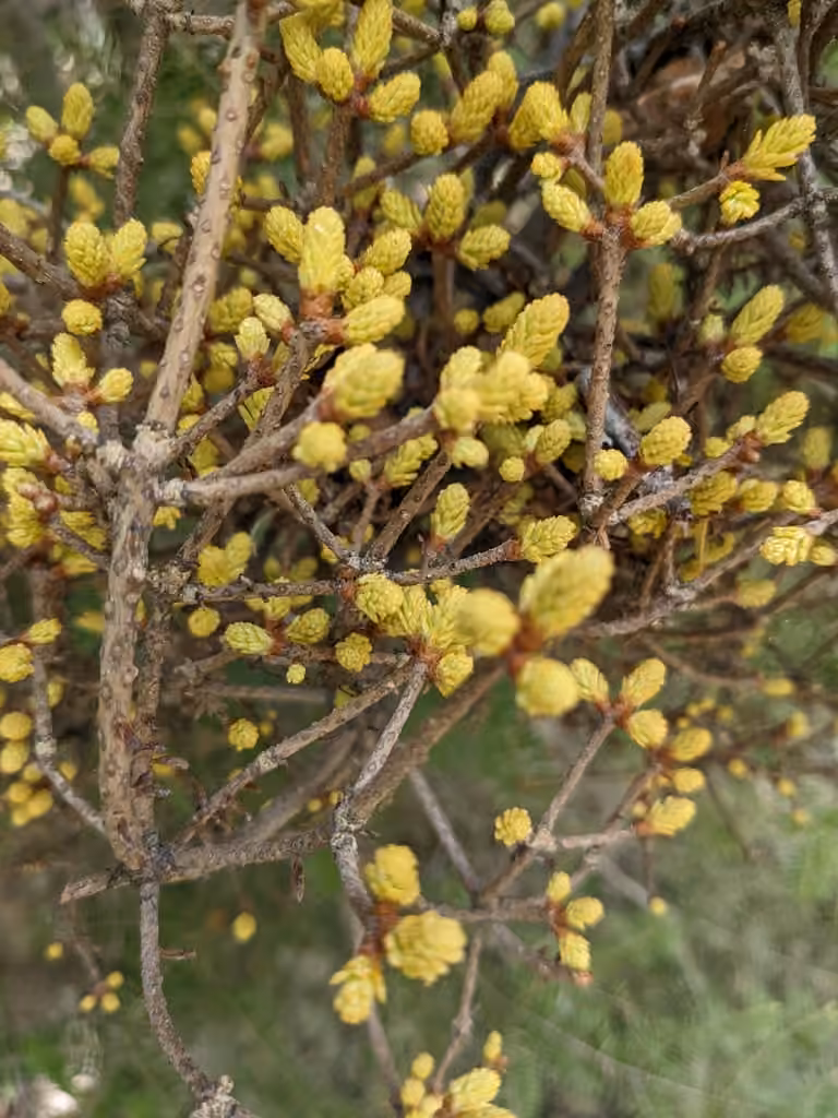Rouille-balai de sorcière de l'épinette, photo 1 sur 5