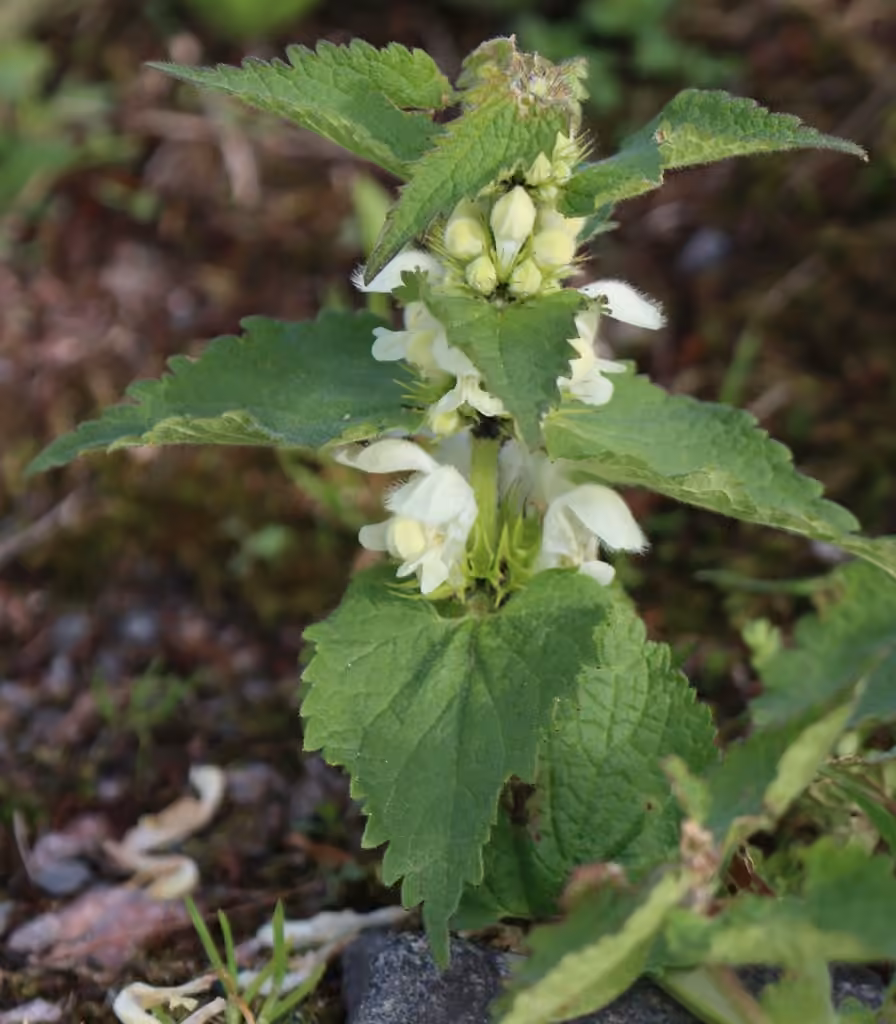 White deadnettle