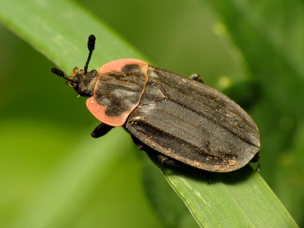 Margined Carrion Beetle
