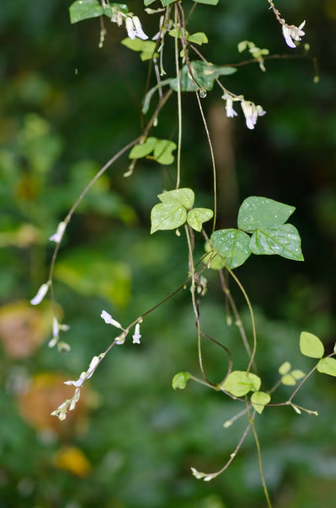 Amphicarpe bractéolée, photo 1 sur 5