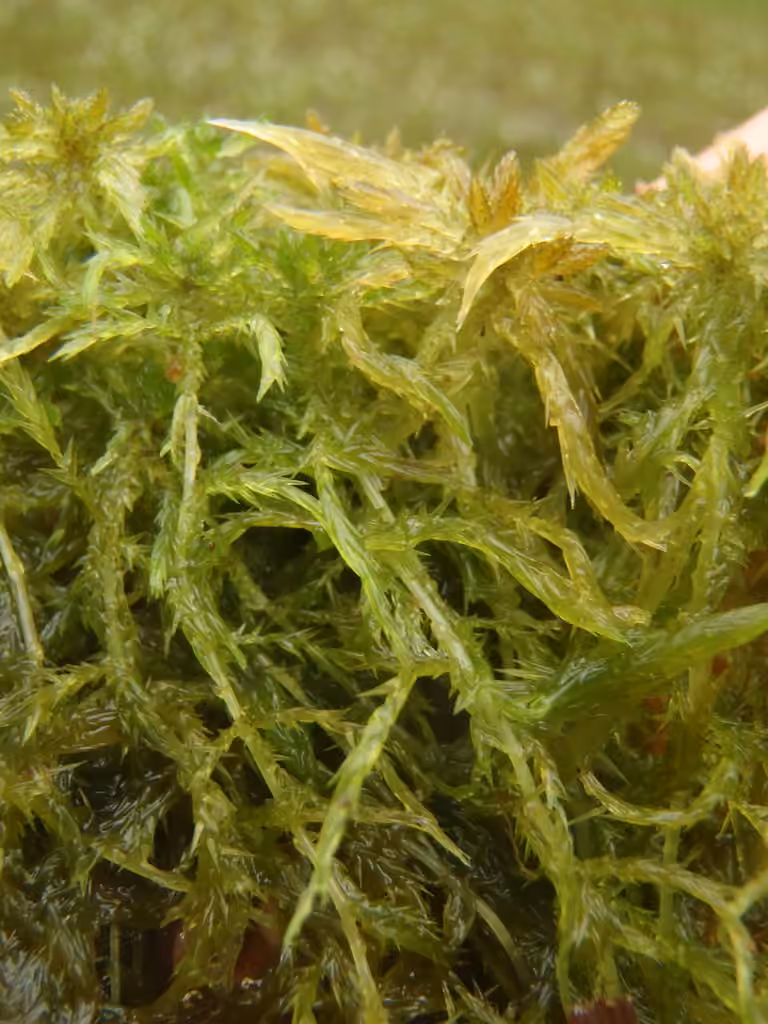 Jensen's sphagnum, photo 2 of 5