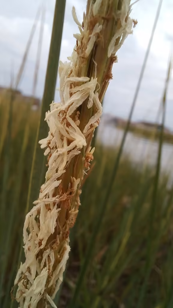 Spartine alterniflore, En fleurs