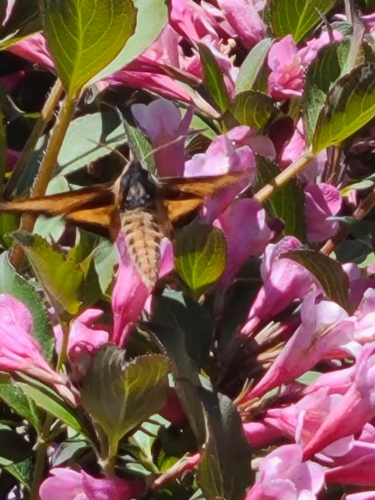 Sphinx ocré, Mâle