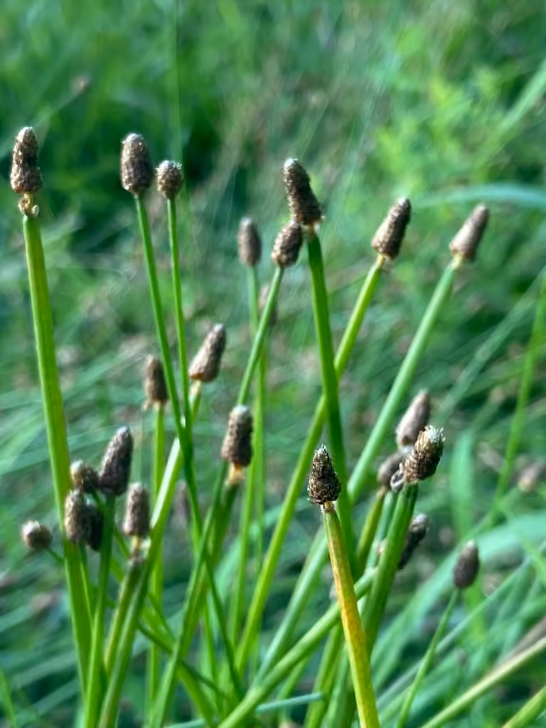 Éléocharide obtuse, photo 3 sur 5