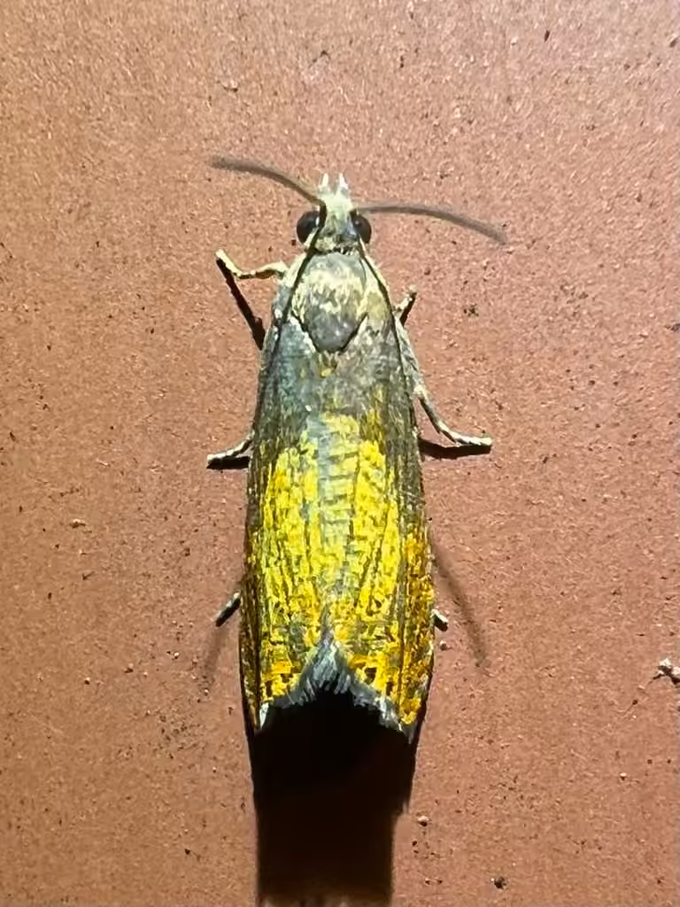 Dichrorampha bittana, Adulte