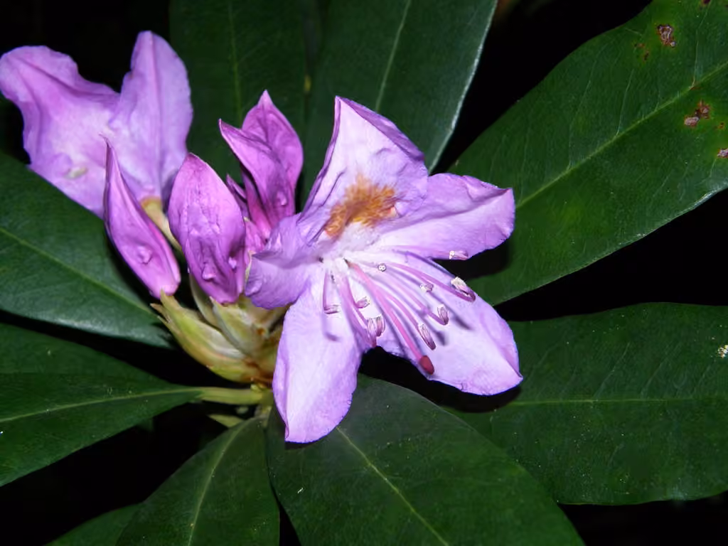 Rhododendron pontique, photo 2 sur 5
