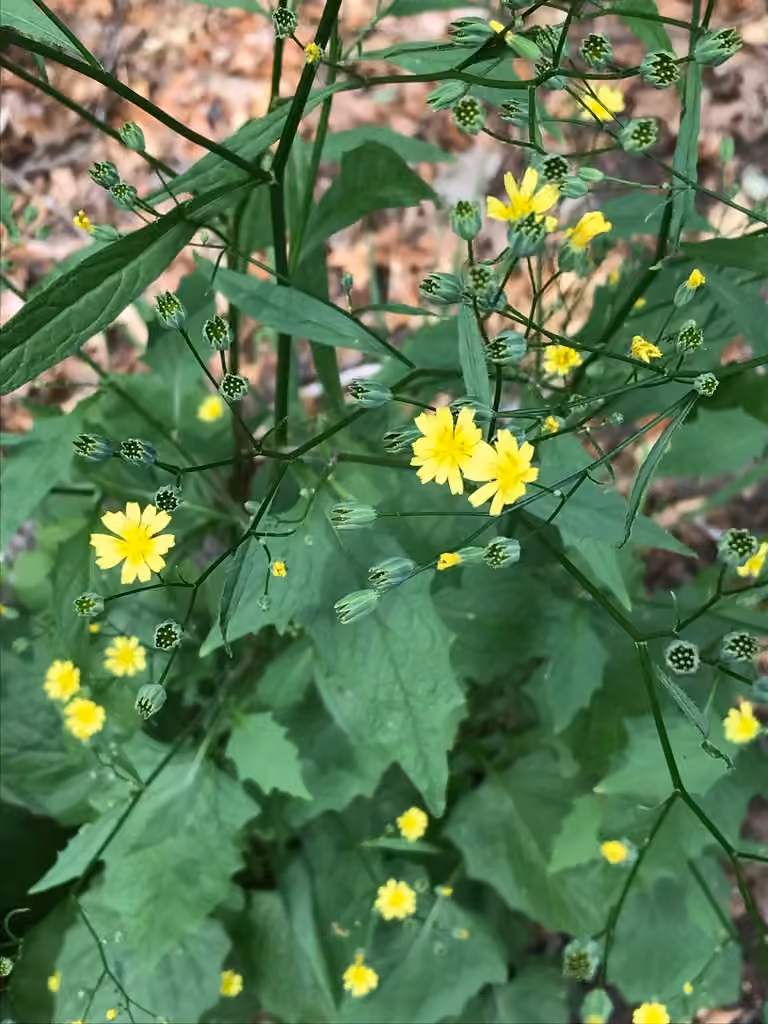 Common nipplewort, photo 1 of 5