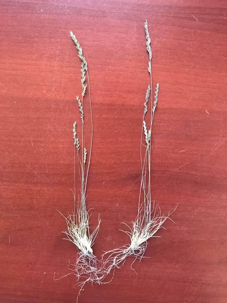 Hair fescue, photo 3 of 5