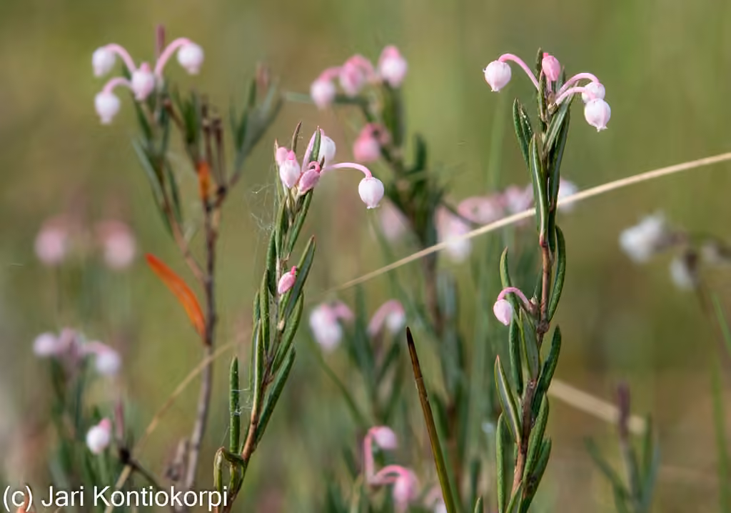 Bog rosemary, In flower