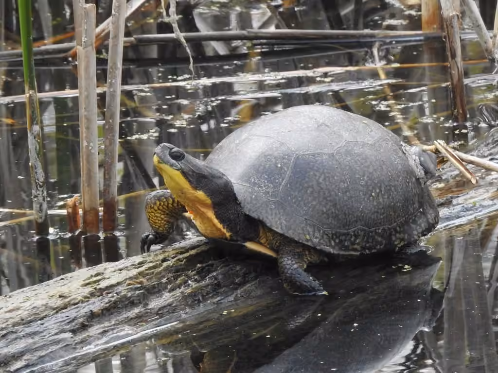 Tortue mouchetée, photo 1 sur 5