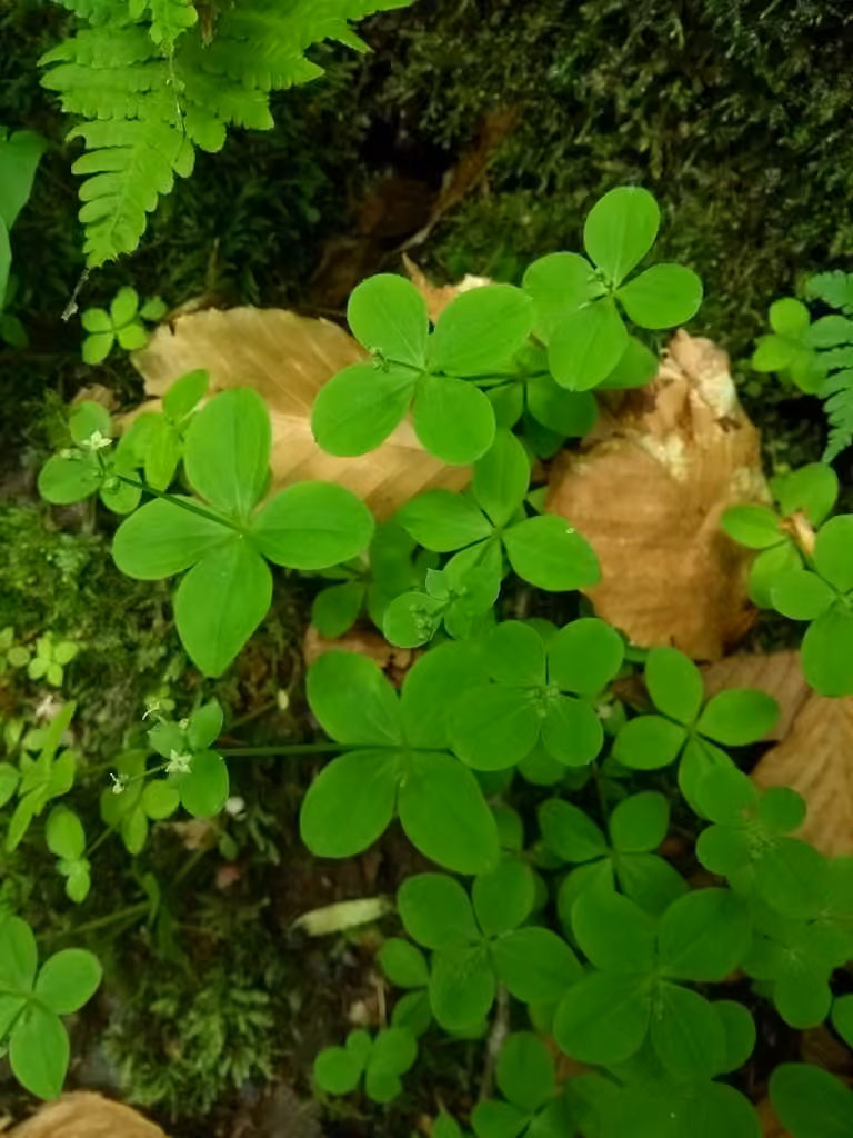 Gaillet du Kamtchatka, En fleurs