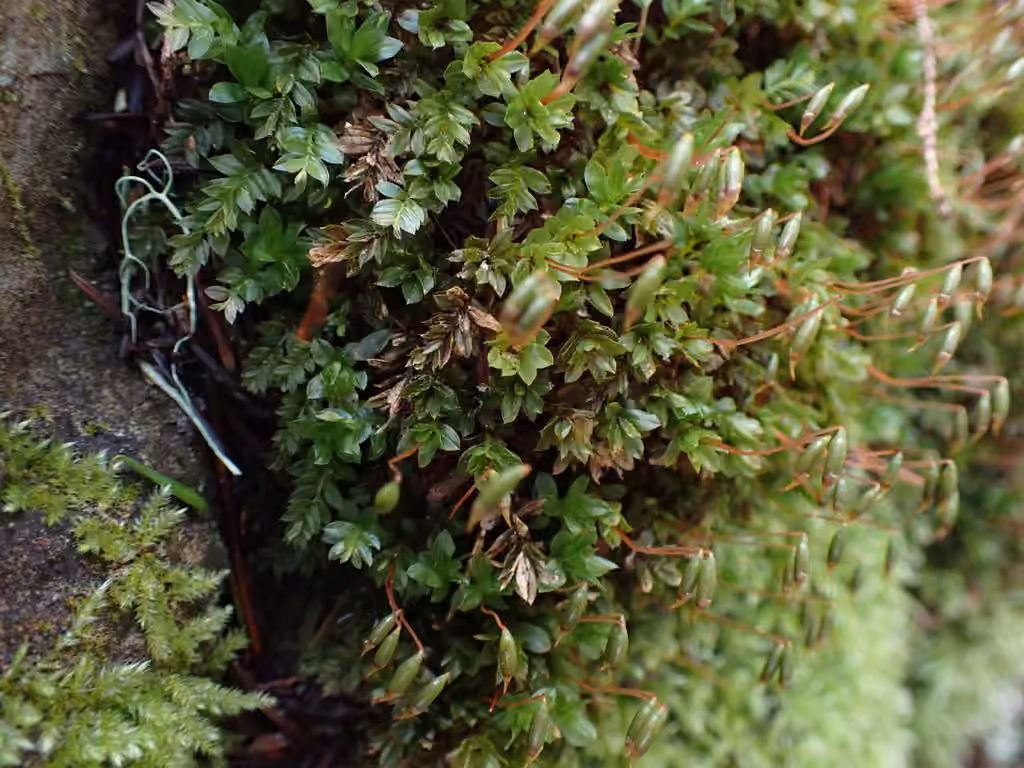 Largetooth calcareous moss, photo 3 of 5
