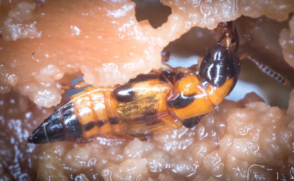 Five-marked Cross-toothed Rove Beetle, photo 2 of 5