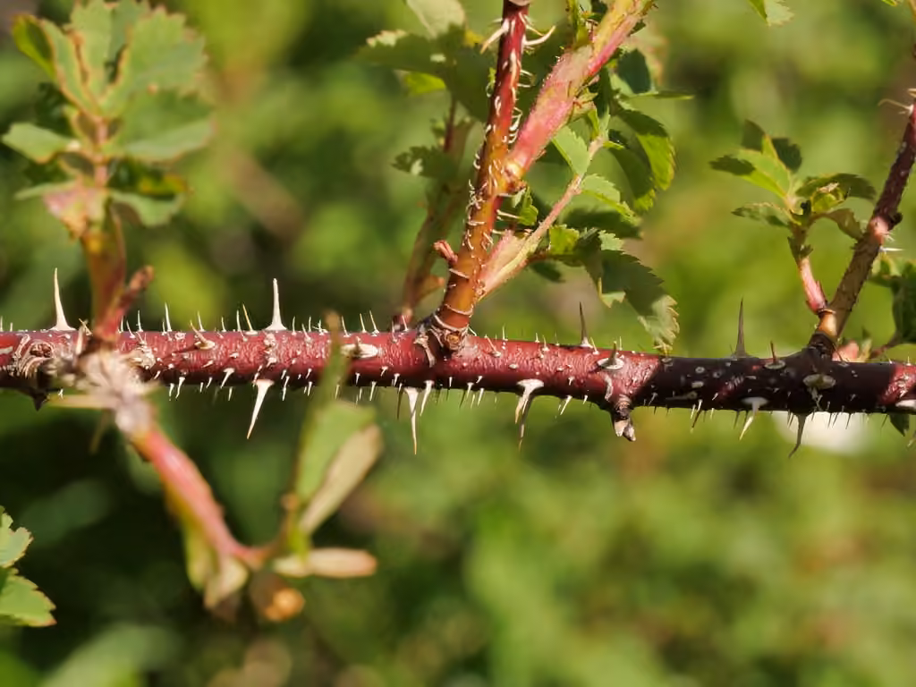 Rosier pimprenelle, photo 2 sur 5