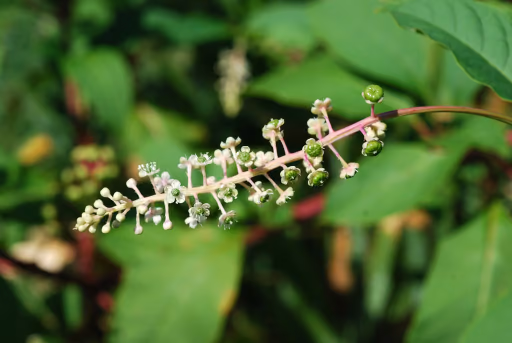Phytolaque d'Amérique, En fleurs