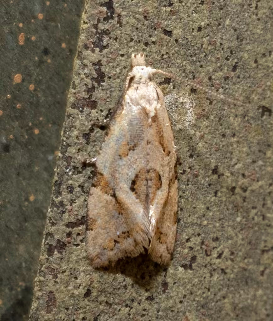 Razowski's Aethes Moth, Adulte