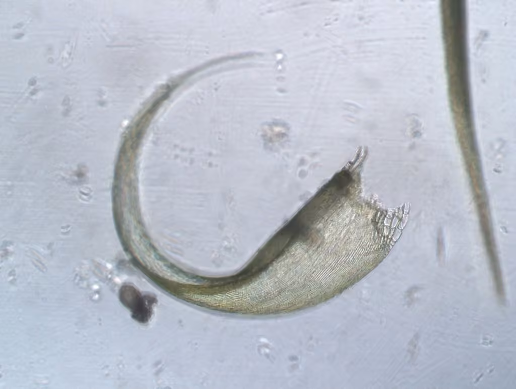 Downy Plait-moss, photo 2 of 5