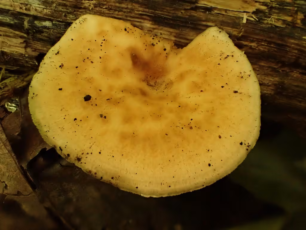 Polypore du hêtre, photo 2 sur 5