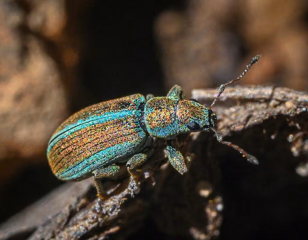 Weevil, Adult