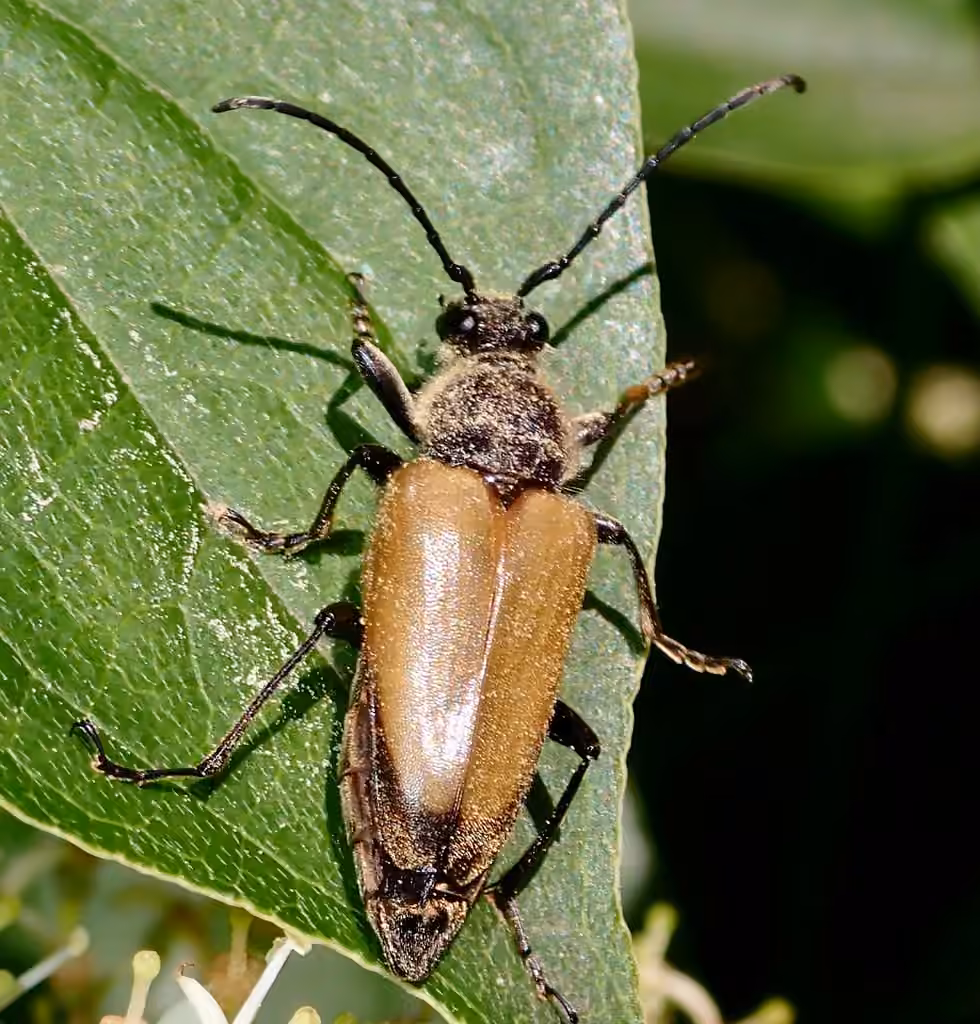 Minnesota Long-horned Beetle, Female
