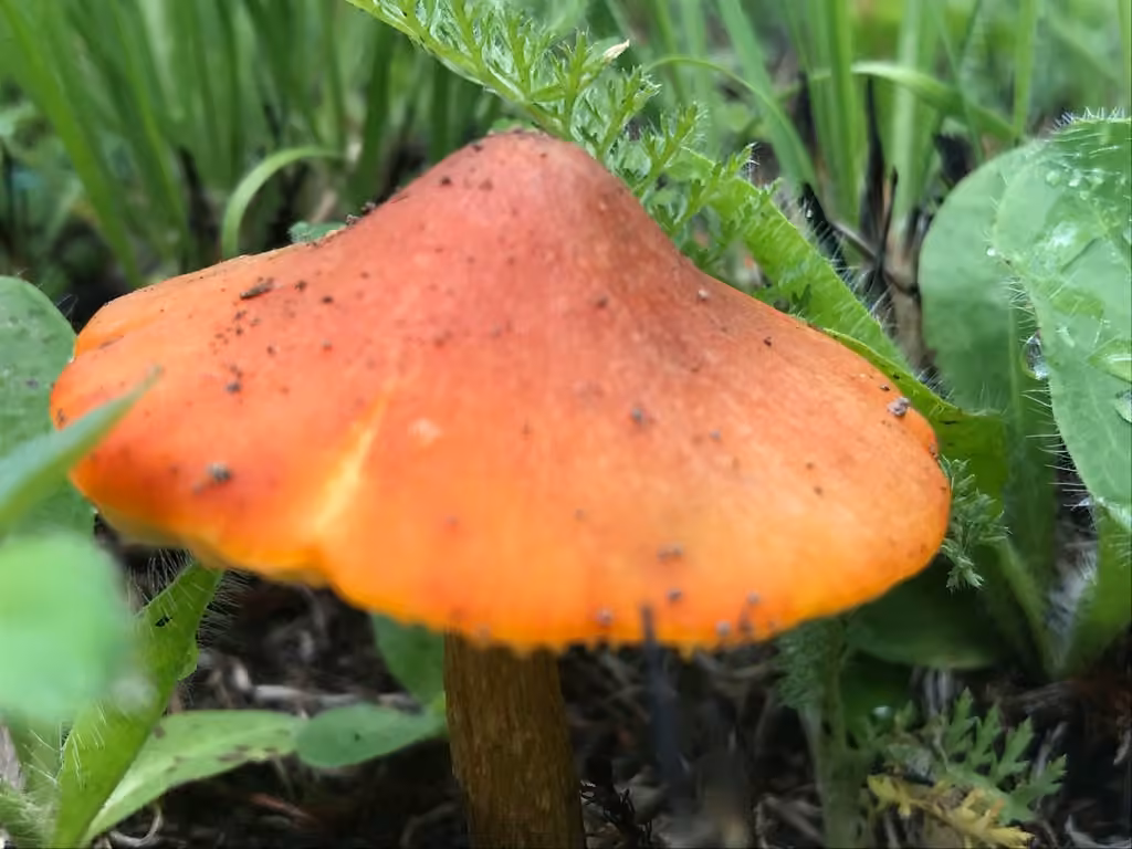 Hygrophore conique, photo 2 sur 5