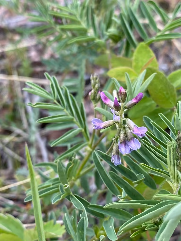 Elegant milkvetch, photo 1 of 5